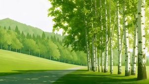 4K 清新旷野白桦林