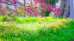 护眼清新花草