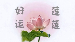 好运莲莲