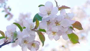樱花实拍