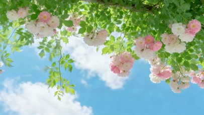 蓝天唯美蔷薇花