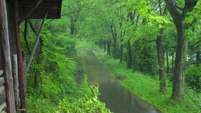 初夏雨天绿林小路