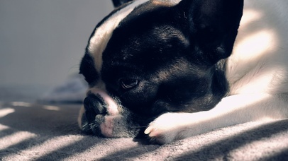 忧伤的狗狗晒太阳