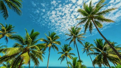 海边椰林