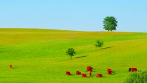 蓝天草地吃草的牛儿