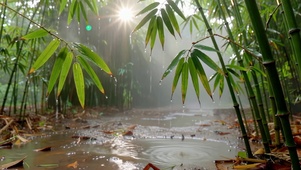 雨落竹林晨光