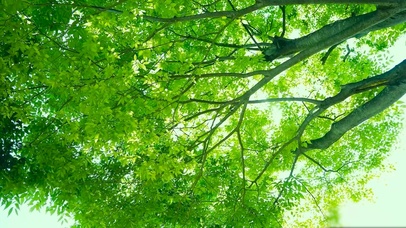 夏日护眼绿叶