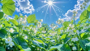 晴日白花清新治愈自然风景