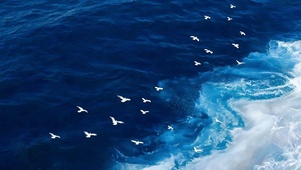 海鸥与大海