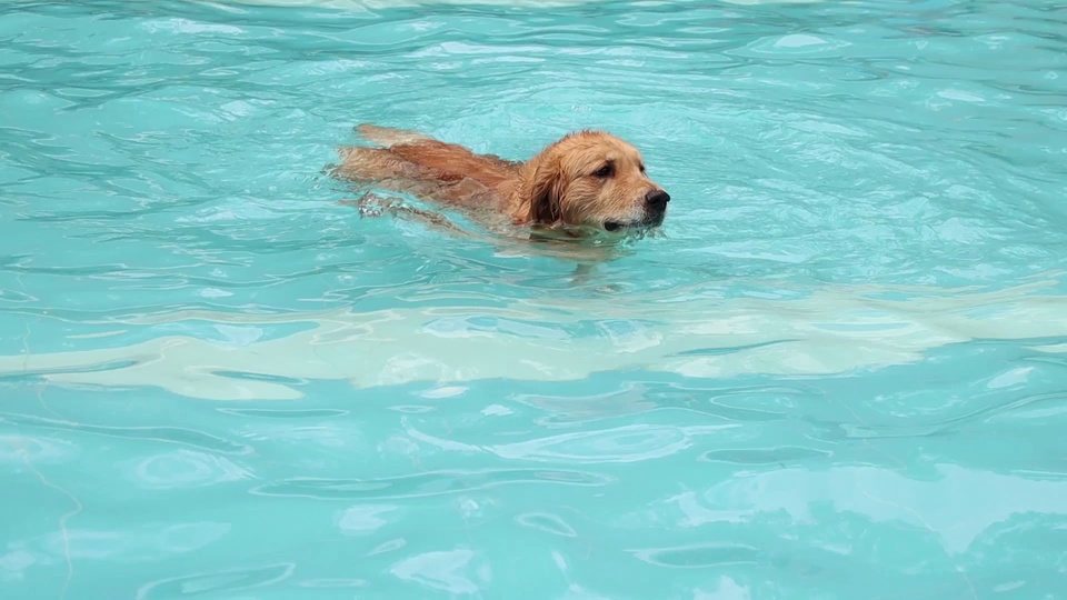 金毛寻回犬在青绿色泳池中游泳的写实摄影画面