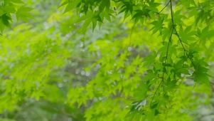 护眼雨天绿叶