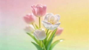 小清新郁金香