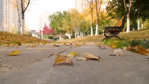 唯美落叶黄叶枯叶秋冬景色
