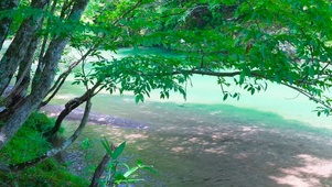 绿树溪流