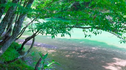 绿树溪流