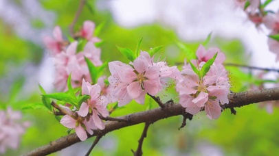 可爱春天桃花开