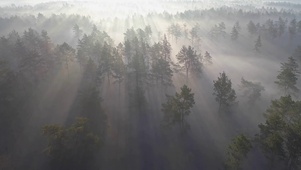 4K 高清 迷雾森林的日出