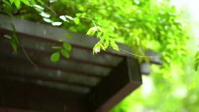 空灵雨中植物