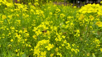 4k微风油菜花小蜜蜂