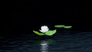 湖面睡莲