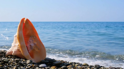 海螺壳浪花