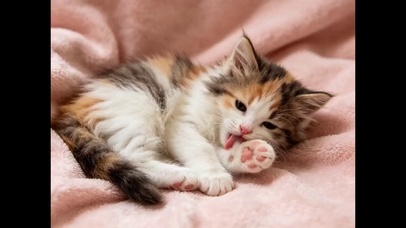 三花猫舔爪子