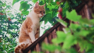 可爱田园猫咪