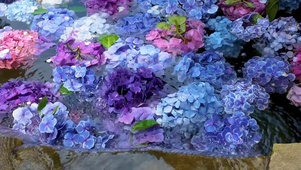 绣球花