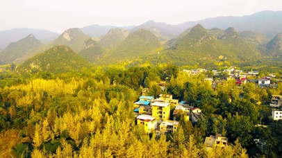 金黄色的银杏林