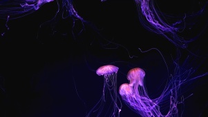 唯美梦幻水母