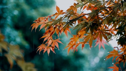 清新枫叶雨景