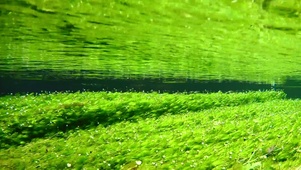 水下绿色梅花藻