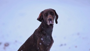雪雾中的小狗