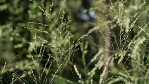 随风小草