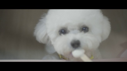 4k可爱比熊犬