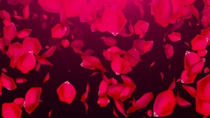 4K 高清 玫瑰花瓣