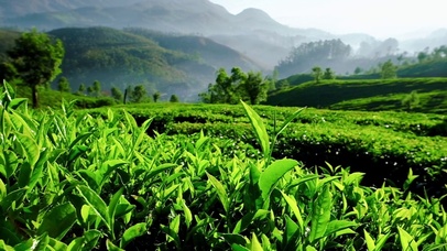 唯美清新茶园