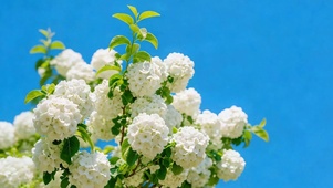 春末的纯白浪漫