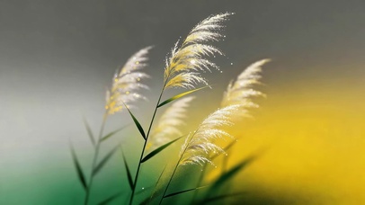 唯美的芦苇花