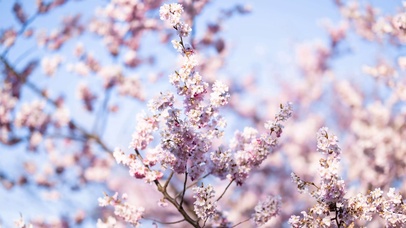 Sakura.