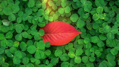 万绿丛中一点红