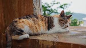 睡觉的猫咪
