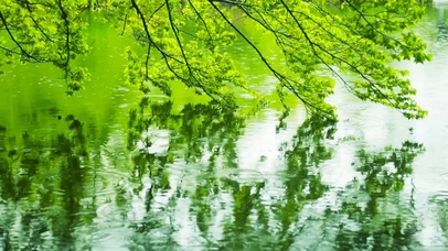 雨天水面绿叶 