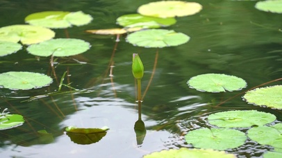小荷才露尖尖角