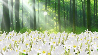 花海百合花森林阳光花朵清新