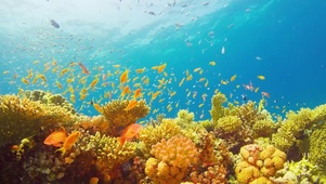 水族馆热带鱼