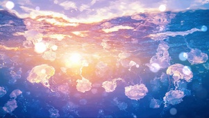 梦幻黄昏落日海洋水母