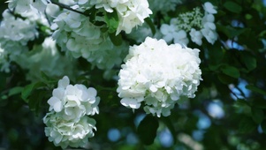 白色绣球花