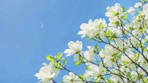 晴空下的清新白玉兰
