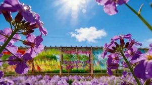 晴空花语